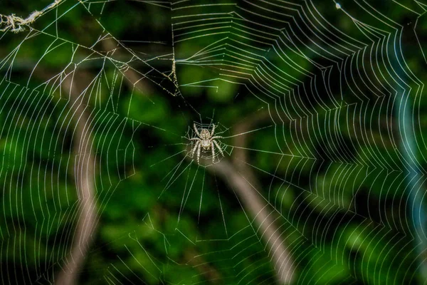 Araña Teje Una Tela Las Uvas —  Fotos de Stock