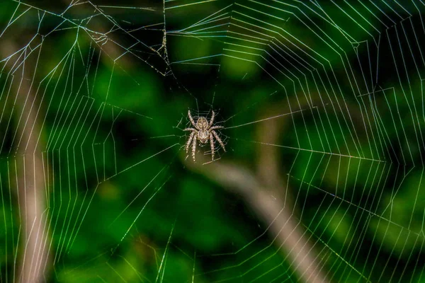 Spider Weeft Een Web Druiven — Stockfoto