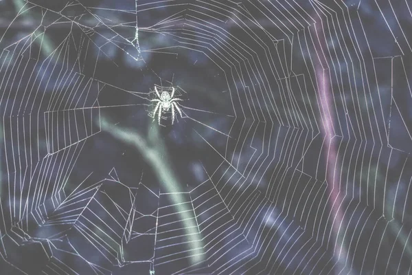 クモの巣を織るイラスト — ストック写真