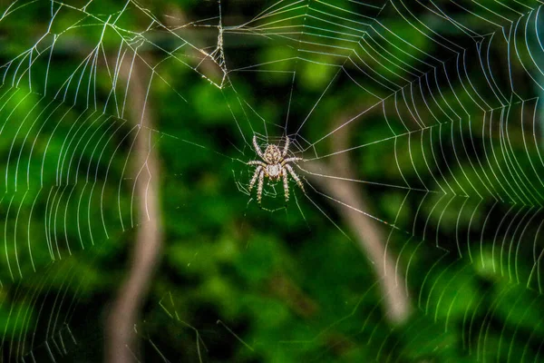 Pavouk Spřádá Pavučinu Hroznech — Stock fotografie