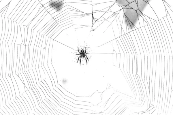 Illustratie Van Een Spin Die Een Web Weeft — Stockfoto