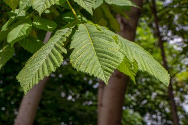 Yaz parkında güzel yeşil yapraklar