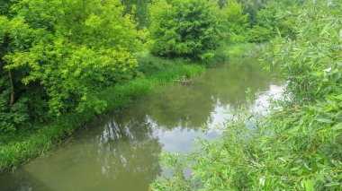 Yaz parkında güzel yeşil yapraklar