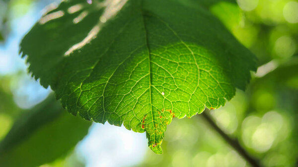 Beautiful green leaves in the summer park