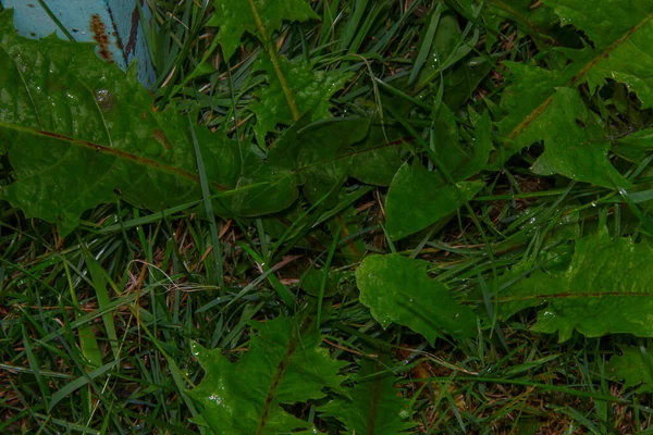 雨の後 庭の美しい緑の葉 — ストック写真