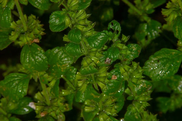 Lindas Folhas Verdes Jardim Após Chuva — Fotografia de Stock