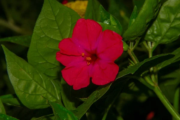 Flor Vermelha Borgonha Jardim — Fotografia de Stock