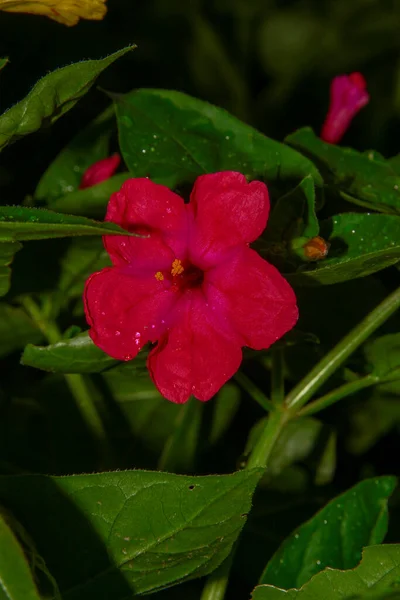 Κόκκινο Μπορντό Λουλούδι Στον Κήπο — Φωτογραφία Αρχείου