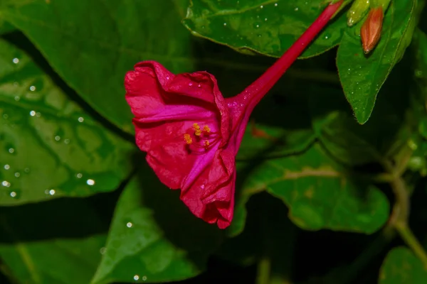 Flor Vermelha Borgonha Jardim — Fotografia de Stock