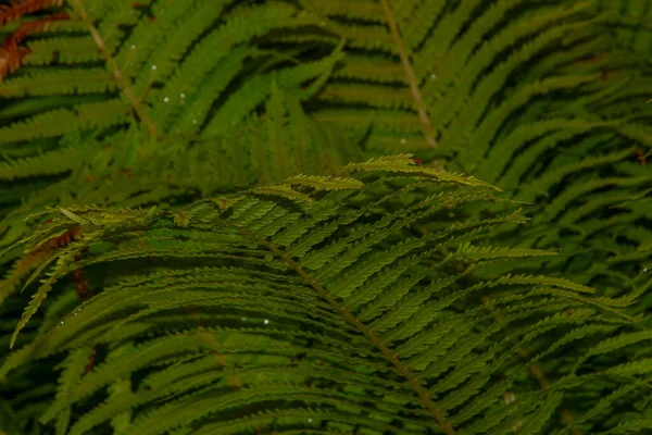 Belle Foglie Verdi Giardino Dopo Pioggia — Foto Stock