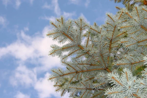 Belles Branches Vertes Arbre Noël Dans Jardin — Photo