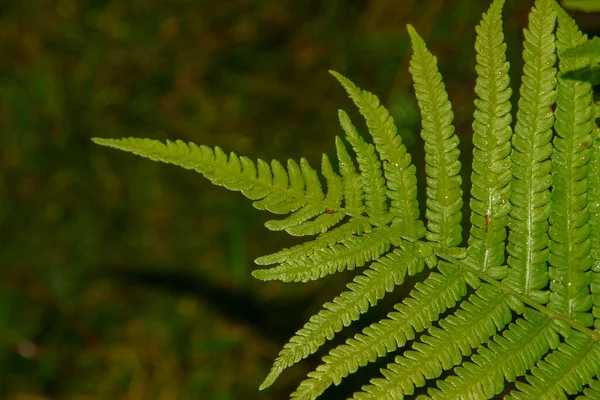 Belle Foglie Verdi Giardino Dopo Pioggia — Foto Stock