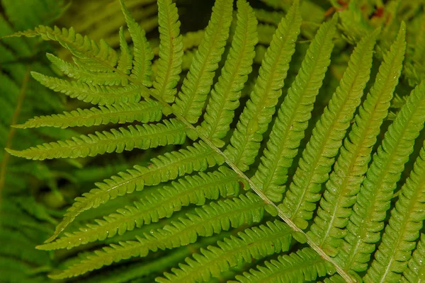 雨の後 庭の美しい緑の葉 — ストック写真