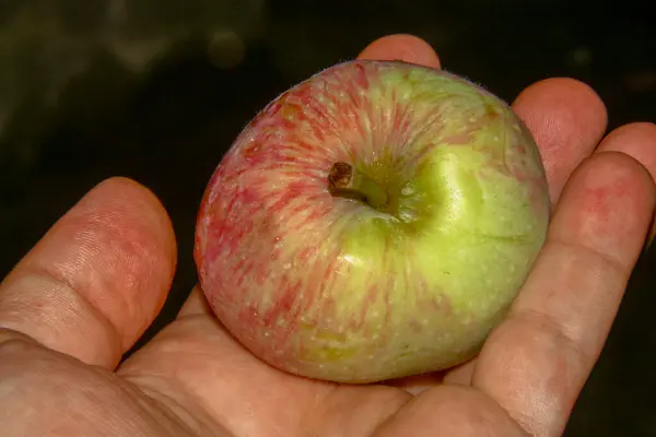 Manzanas Verdes Jardín Después Lluvia —  Fotos de Stock