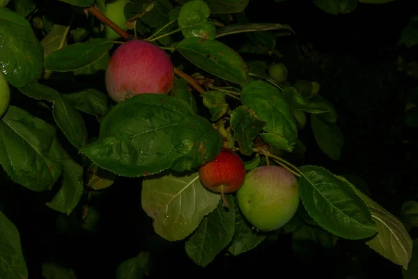 Zielone Jabłka Ogrodzie Deszczu — Zdjęcie stockowe