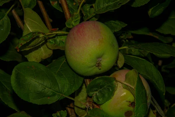 Pommes Vertes Dans Jardin Après Pluie — Photo