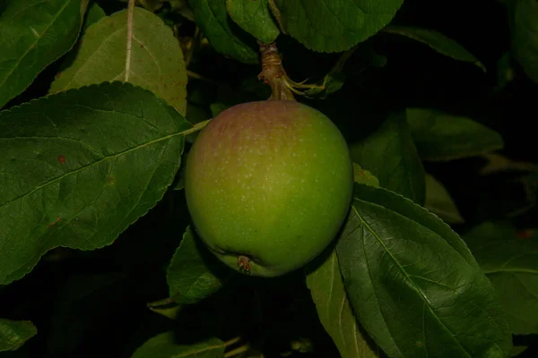 Green Apples Garden Rain — Stock Photo, Image