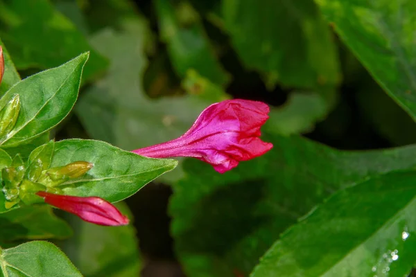 Fleur Rouge Bordeaux Dans Jardin — Photo