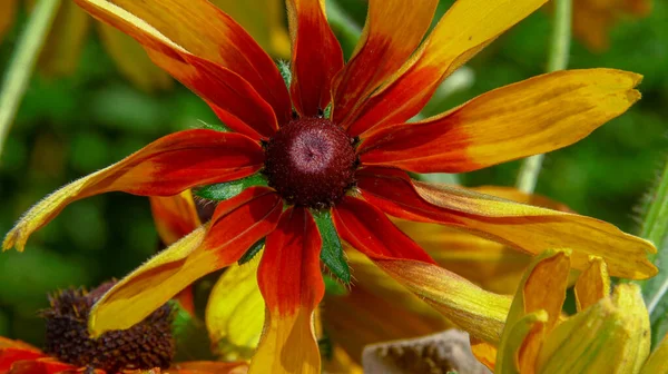 Flor Amarelo Preta Com Pétalas Jardim — Fotografia de Stock