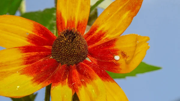 Bahçesinde Taç Yaprakları Olan Sarı Siyah Bir Çiçek — Stok fotoğraf