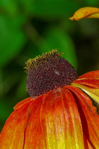 Flor Amarillo Negra Con Pétalos Jardín — Foto de Stock