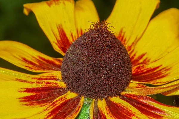 Flor Amarillo Negra Con Pétalos Jardín — Foto de Stock