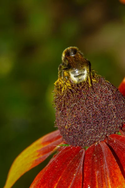 Fiore Giallo Nero Con Petali Giardino — Foto Stock