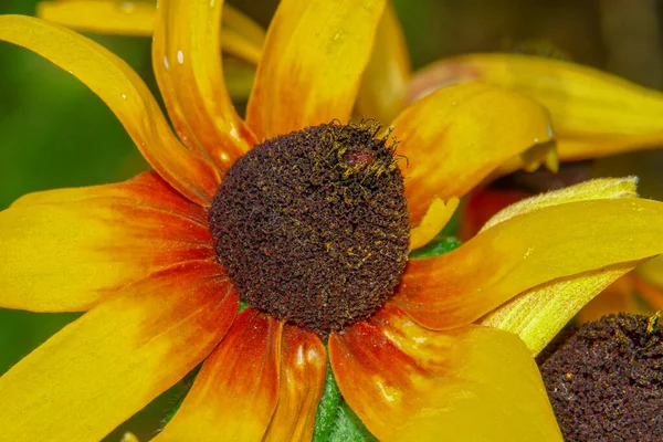 Flor Amarillo Negra Con Pétalos Jardín — Foto de Stock