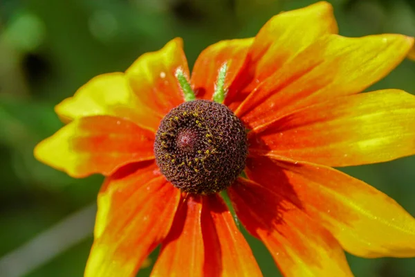 Gul Svart Blomma Med Kronblad Trädgården — Stockfoto