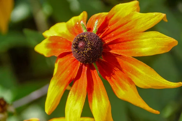 Fleur Jaune Noir Avec Pétales Dans Jardin — Photo