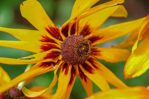 Yellow Black Flower Petals Garden — Stock Photo, Image