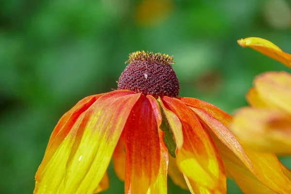 Flor Amarillo Negra Con Pétalos Jardín — Foto de Stock