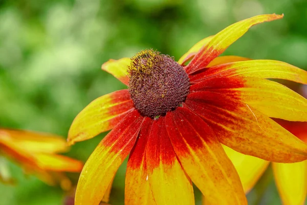 Flor Amarillo Negra Con Pétalos Jardín — Foto de Stock