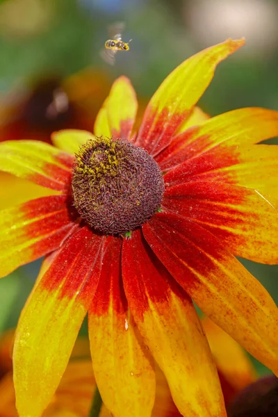 Żółto Czarny Kwiat Płatkami Ogrodzie — Zdjęcie stockowe