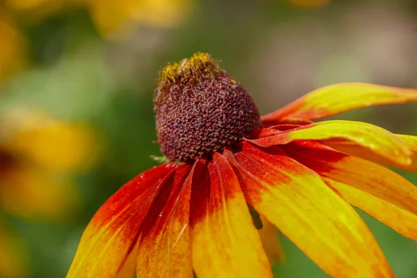 Keltamusta Kukka Terälehtiä Puutarhassa — kuvapankkivalokuva
