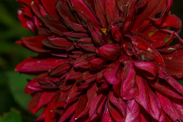 Красный Цветок Лепестками Саду — стоковое фото