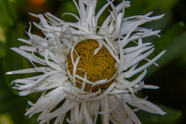 Velha Flor Branco Amarela Com Pétalas Jardim Flores — Fotografia de Stock