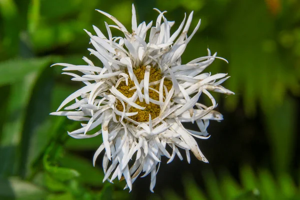 花园子里有花瓣的老白黄花 — 图库照片