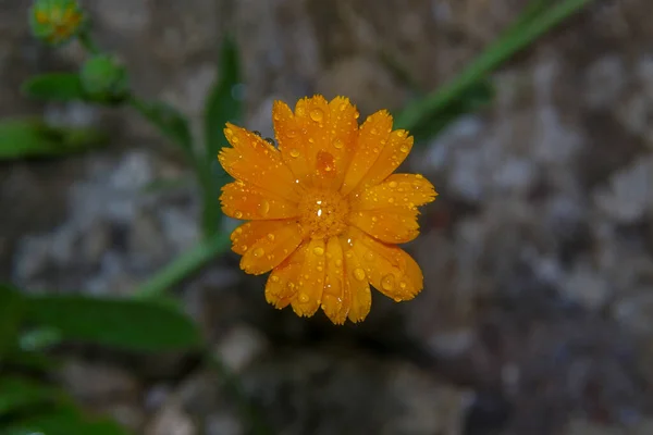 Kleine Gele Bloem Met Waterdruppels Bloemblaadjes Tuin — Stockfoto