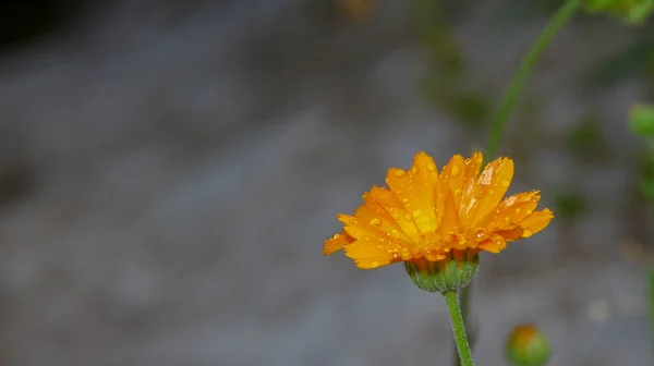 Piccolo Fiore Giallo Con Gocce Acqua Sui Petali Giardino — Foto Stock