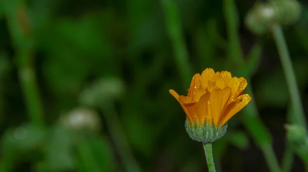 庭の花びらに水が落ちる小さな黄色の花 — ストック写真