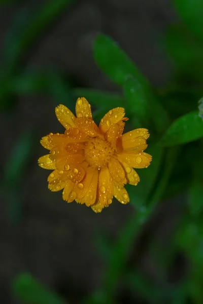 Pequena Flor Amarela Com Gotas Água Nas Pétalas Jardim — Fotografia de Stock