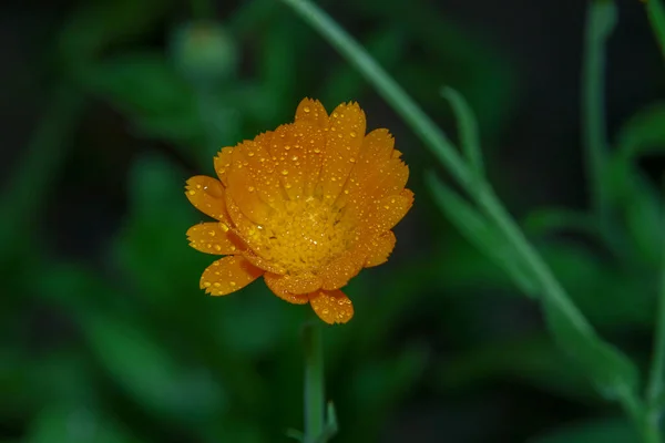 Petite Fleur Jaune Avec Des Gouttes Eau Sur Les Pétales — Photo