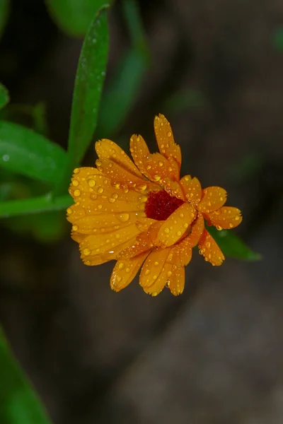 Petite Fleur Jaune Avec Des Gouttes Eau Sur Les Pétales — Photo