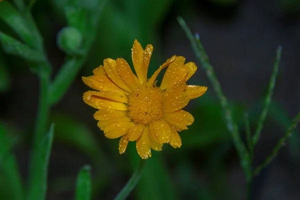 Kleine Gelbe Blume Mit Wassertropfen Auf Den Blütenblättern Garten — Stockfoto