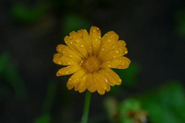 Little Yellow Flower Water Drops Petals Garden — Stock Photo, Image