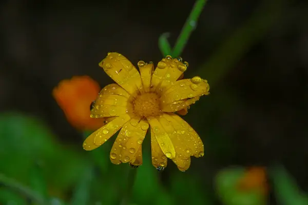 Little Yellow Flower Water Drops Petals Garden — Stock Photo, Image