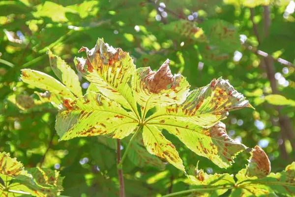 Feuilles Châtaignier Jaune Vert Malades Dans Ville Par Route — Photo