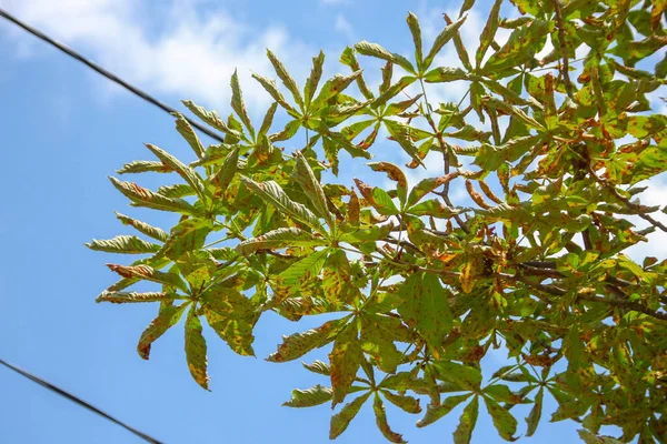 Amarelo Verde Folhas Castanha Doentes Cidade Pela Estrada — Fotografia de Stock