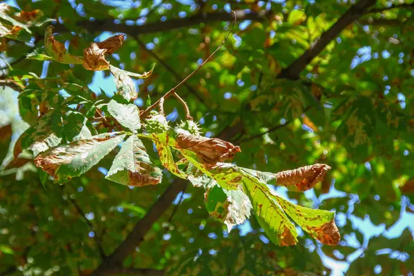 Yellow Green Diseased Chestnut Leaves City Road — Stock Photo, Image